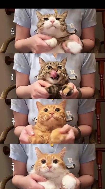 cat Cutest thing you'll see today