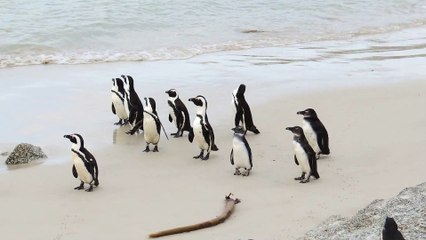 Have you seen how penguins do gymnastics? Like!