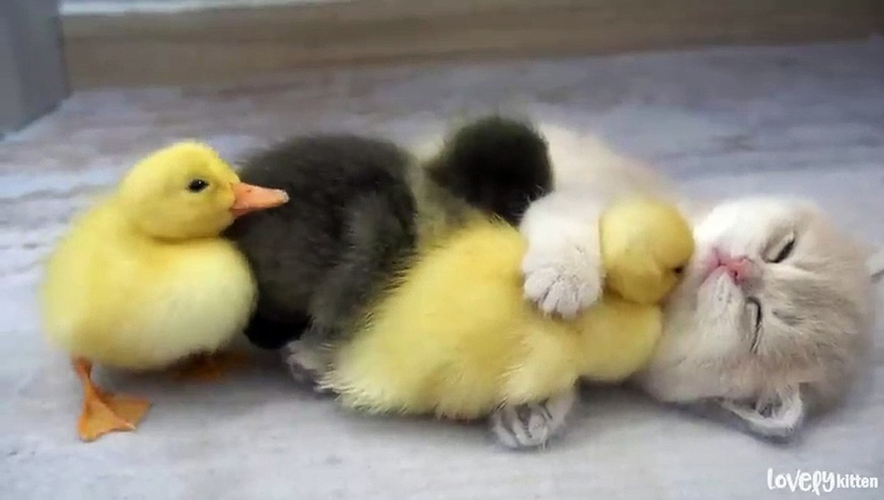Baby Cats - Cute and Funny Cat Videos Compilation | Cute Kittens In The ...