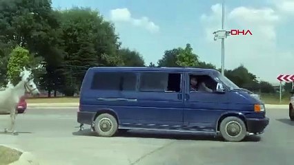 Décision de détention rendue pour un conducteur tirant un cheval attaché à son minibus