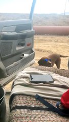 Doggo Knows How to Act Cool