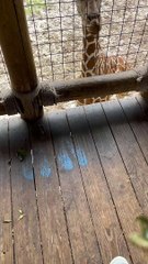 Giraffe showed me his tongue... Like!