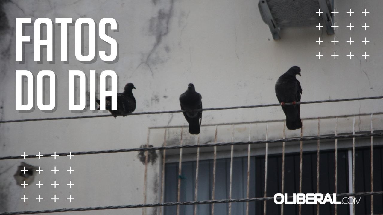 Pombos representam riscos de doenças graves
