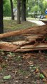 Maltempo a Milano: alberi caduti e danni