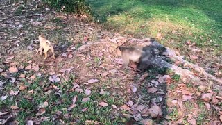 Sumara _ Fluffy so angry fight with Dogs_ so pity monkey scare(1080P_HD)