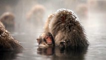 Snow Monkeys in Japan(1080P_HD)