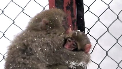 【SNOW MONKEY】☆Babies living in a harsh winter 01☆ ニホンザル _ 地獄谷野猿公苑・志賀高原(1080P_60FPS)