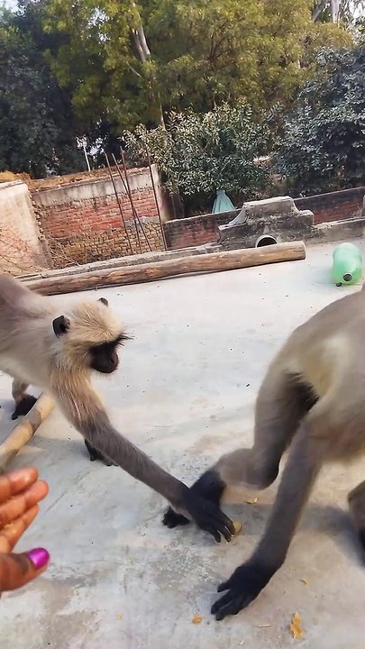 Radhikastudio_ new video---------- Bandar aur kutte Ki Ladai bahut hi acchi hai(1080P_HD)