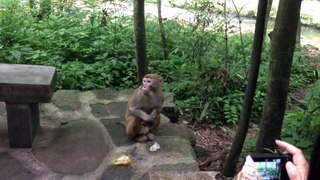 ZhangJiaJie monkey stole my food right out of my hand_(1080P_HD)