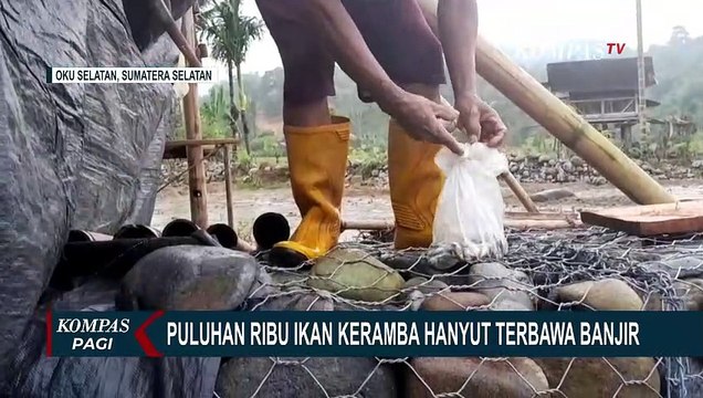 Banjir di OKU Selatan Turut Menyeret Keramba Warga, Puluhan Ribu Ikan Nila Hanyut!