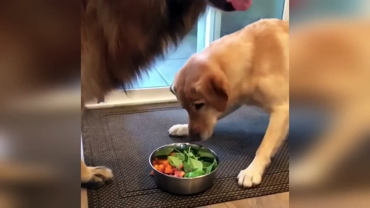 Funniest Cats And Dogs Videos  - Best Funny Animal Videos 2023  #2