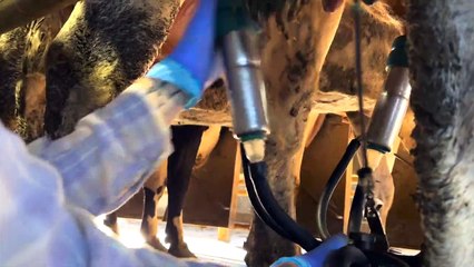 Queensland dairy farmer Paul Roderick talking about animal welfare | July 6, 2023 | Farmonline