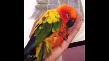 Cute Parrots Videos Compilation cute moment of the animals