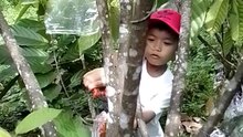 Cacao PRUNING and harvesting of Cacao with Kids