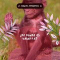 |MANUEL OBRADORS| CHIMPANCÉ VAINILLA POR PRIMERA VEZ LIBRE TRAS 28 AÑOS EN CAUTIVERIO (PARTE 1) (@MANUELOBRADORS)