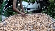 CACAO drying of Beans