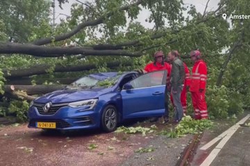 Uprooted trees as summer storm hits Netherlands