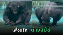 เอ็นดู เมื่อกอริลลาเจอเพื่อนใหม่ สิ่งที่มันทำ.. น่ารักเกินต้านนน