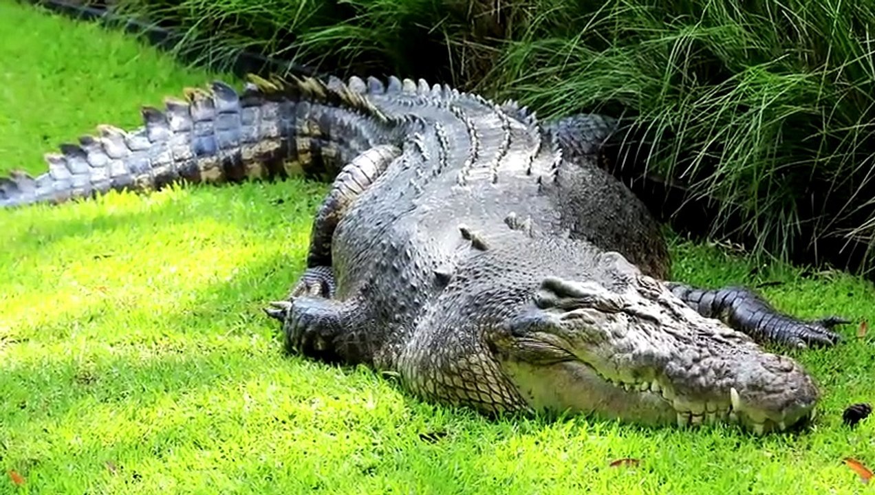 Tigerhai Vs Salzwasserkrokodil - Wer Würde Einen Kampf Gewinnen