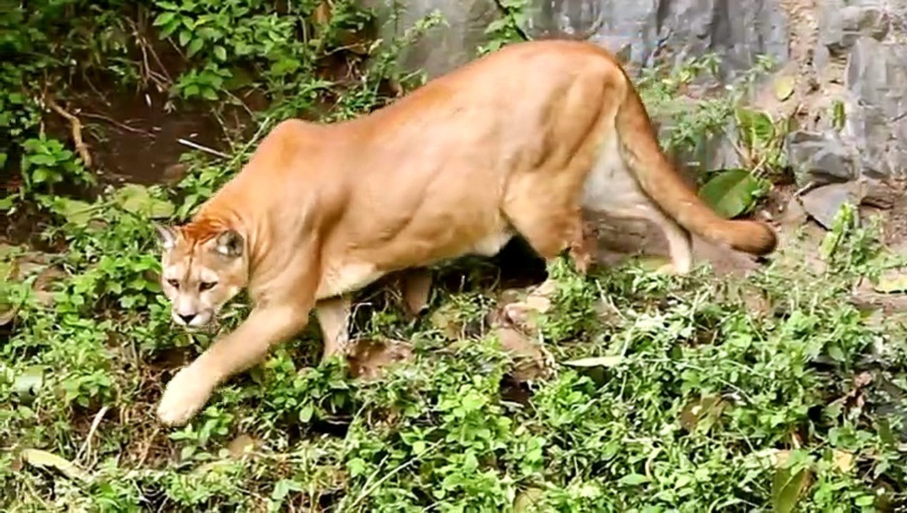 Wolf vs Puma - Wer Würde einen Kampf Gewinnen