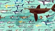 Warum Beißen Haie Menschen