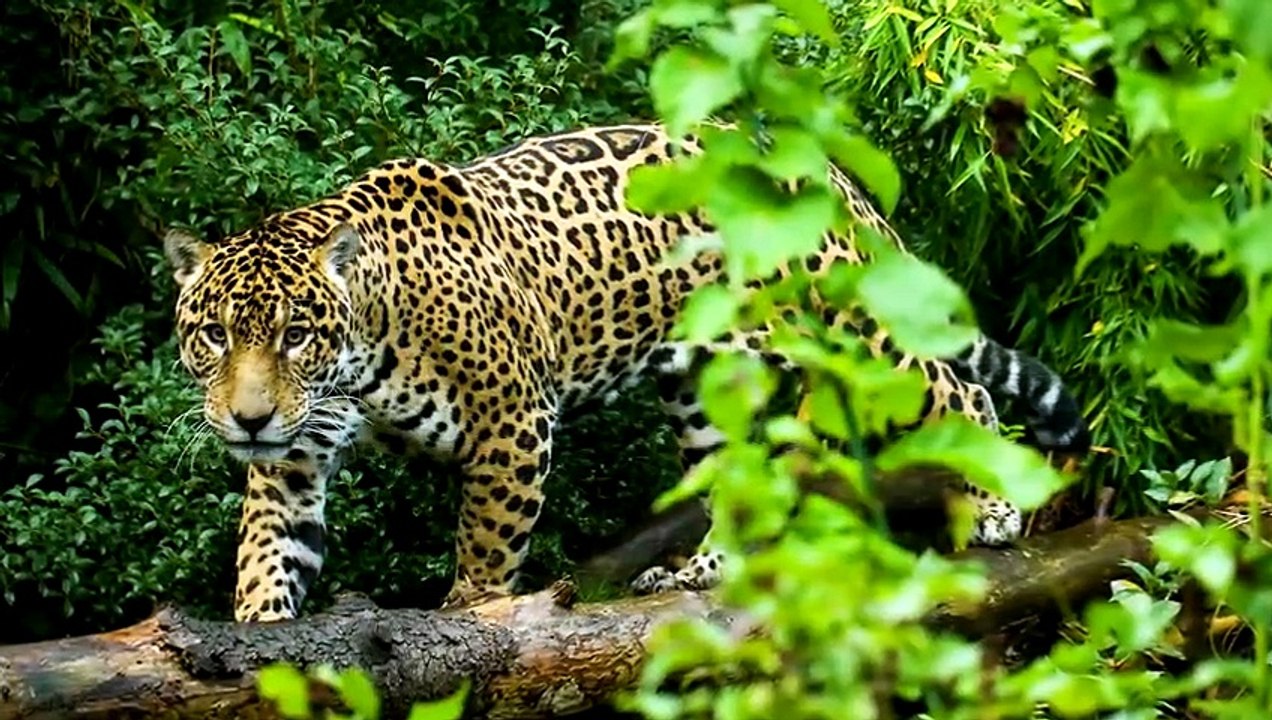 Panther vs Komodowaran - Wer Würde Gewinnen
