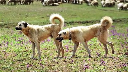 Kangal vs Hyäne: Wer Würde in einem Kampf gewinnen? 🐶🦊