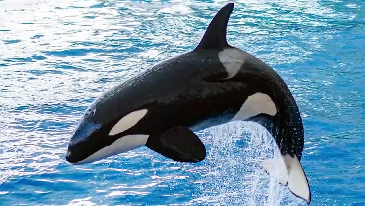 Wer würde einen Kampf gewinnen Eisbär gegen Delfin