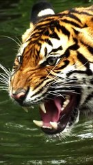 Wie hat sich ein T-rex WIRKLICH angehört