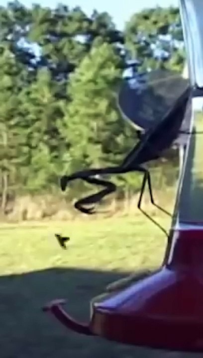 Schreckliche Grüne Monster