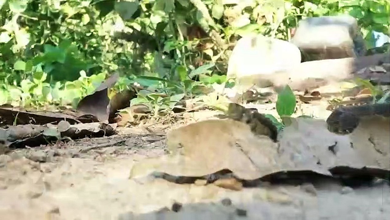 Die Insel, auf der NUR Schlangen Leben