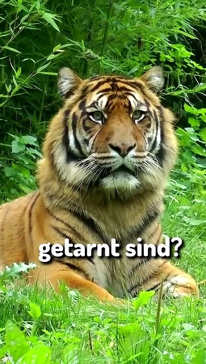 Warum Sind Tiger Getarnt