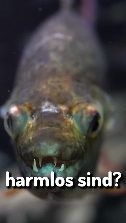 Warum Du Angst Vor Piranhas Hast