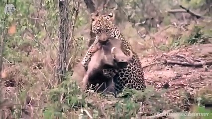 Extreme Fights Leopard vs Warthog, Wild Animals Attack (3)