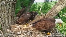 Mother Eagle kills Snake to feed her baby, Wild Animals Warcry (3)