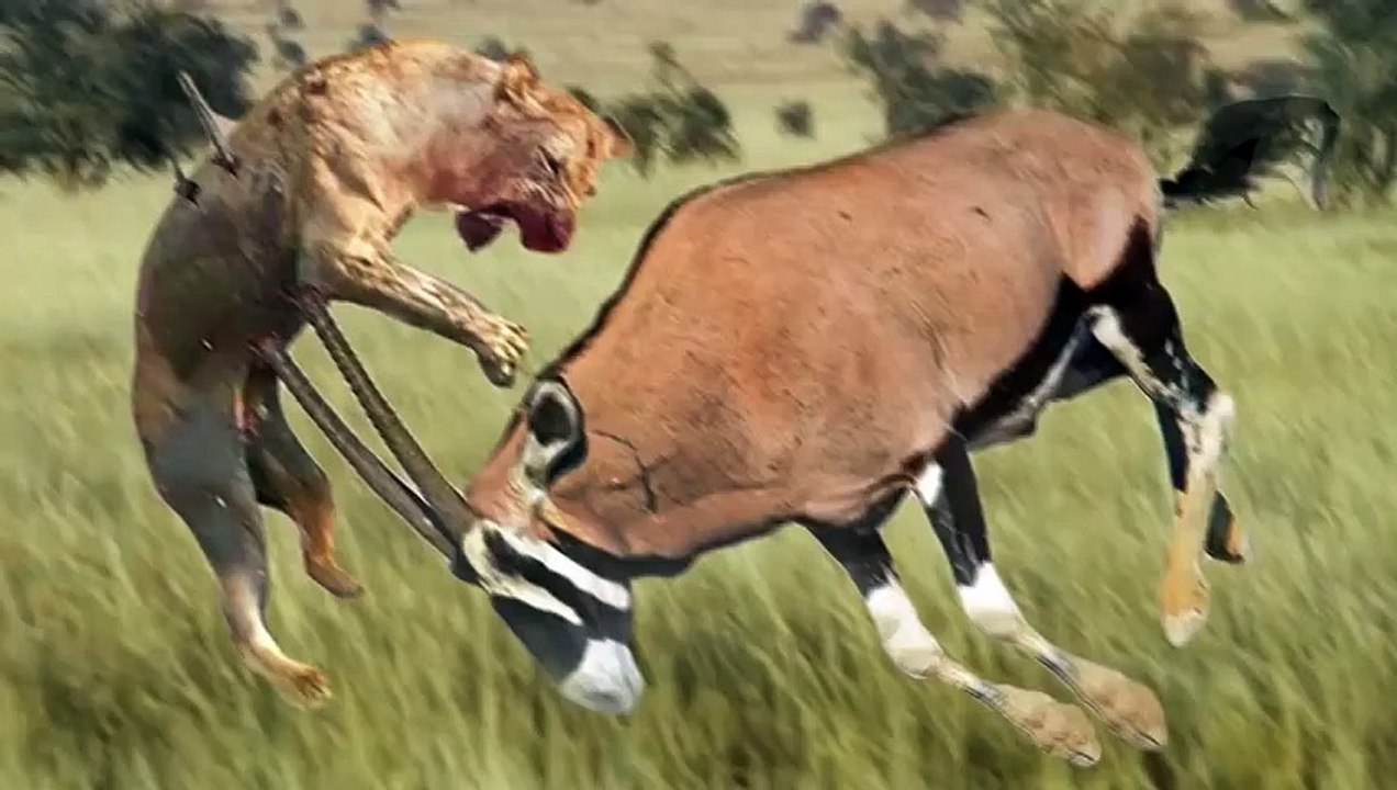 Oryx attacks Lion very hard to save her life, Wild Animals Attack (3)