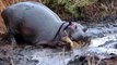 Angry Hippopotamus attacks Wild Dogs very hard, Wild Animals Attack (3)