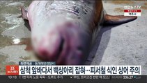 삼척 앞바다서 백상아리 잡혀…피서철 식인상어 주의