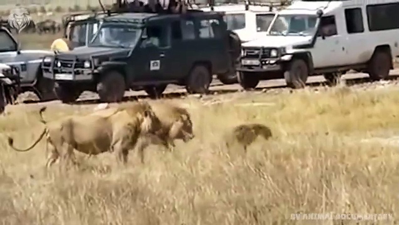 Lion attacks Hyena who wants to steal his food...