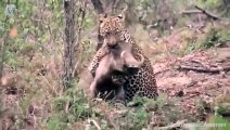 Extreme Fights Leopard vs Warthog, Wild Animals Attack (3)