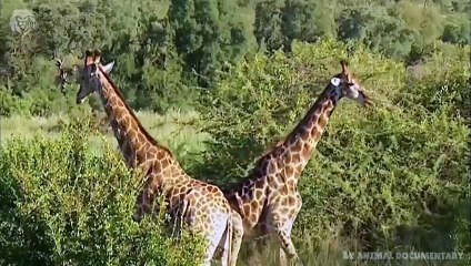 Mother Giraffe attacks Lion very hard to save her baby, Wild Animals Attack (3)