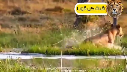 أقترب هذا الجاكوار من النهر ولكم ما حدث من ثعالب الماء شئ لا يصدق عالم الحيوان