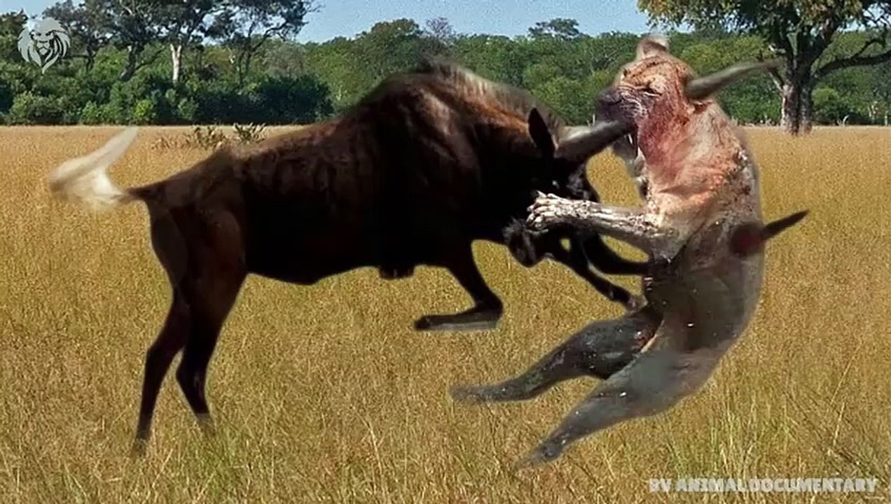 Mother Wildebeest attacks Lion very hard to save her baby , Wild Animals Attack (3)