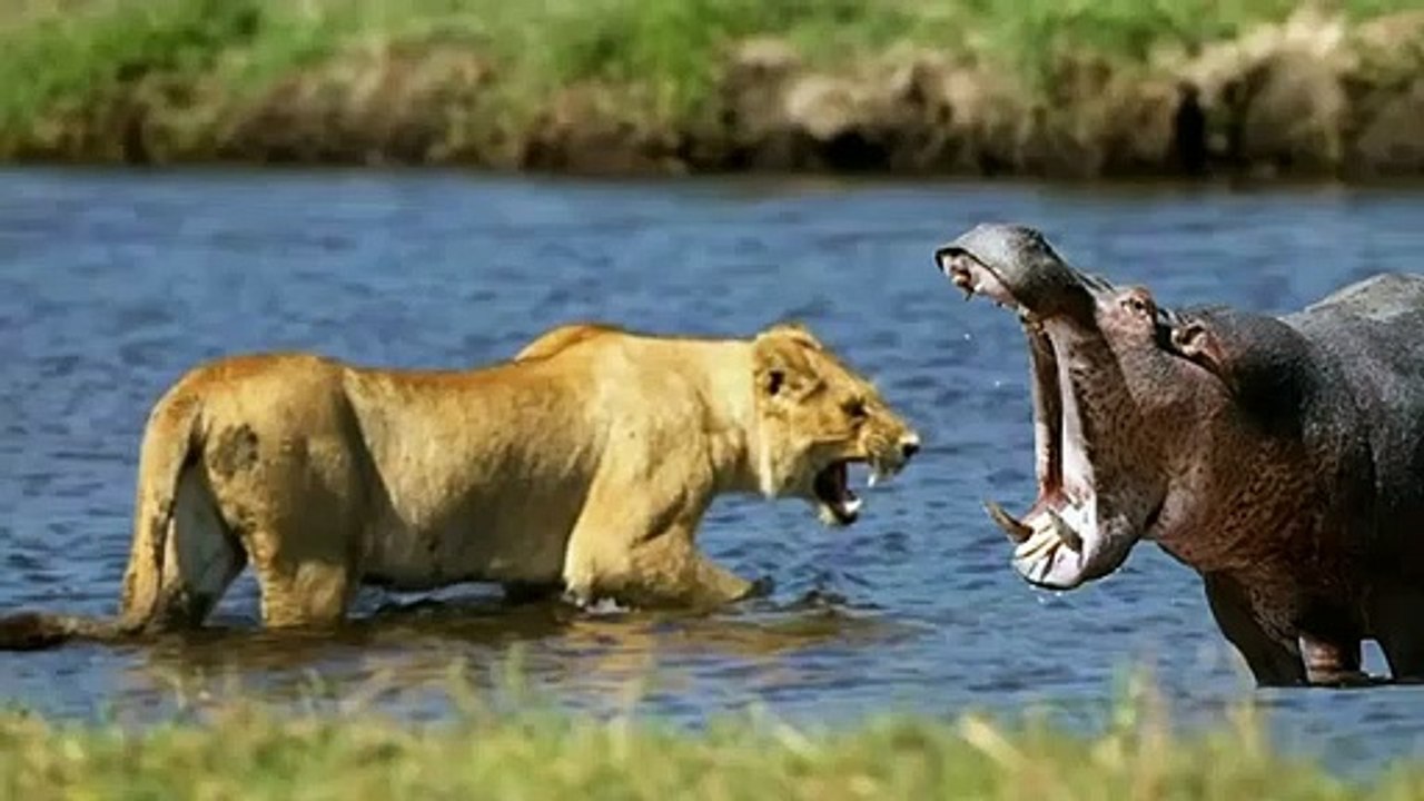 الأسود وافراس النهر وصراعات لا تنتهي   عالم الحيوانات المفترسة