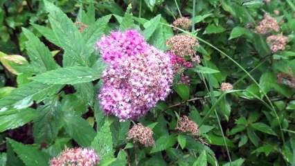 Warsztaty Zielarskie w Mieścisku