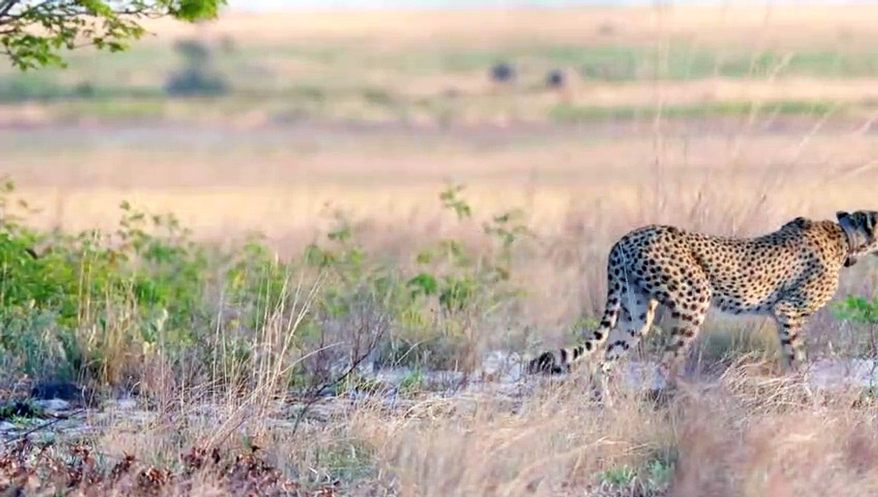 3 Cheetahs Vs Wildebeest  Deathmatch !!