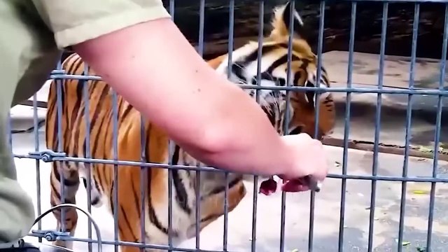 Animal Fatalities As a Result Of Accidents