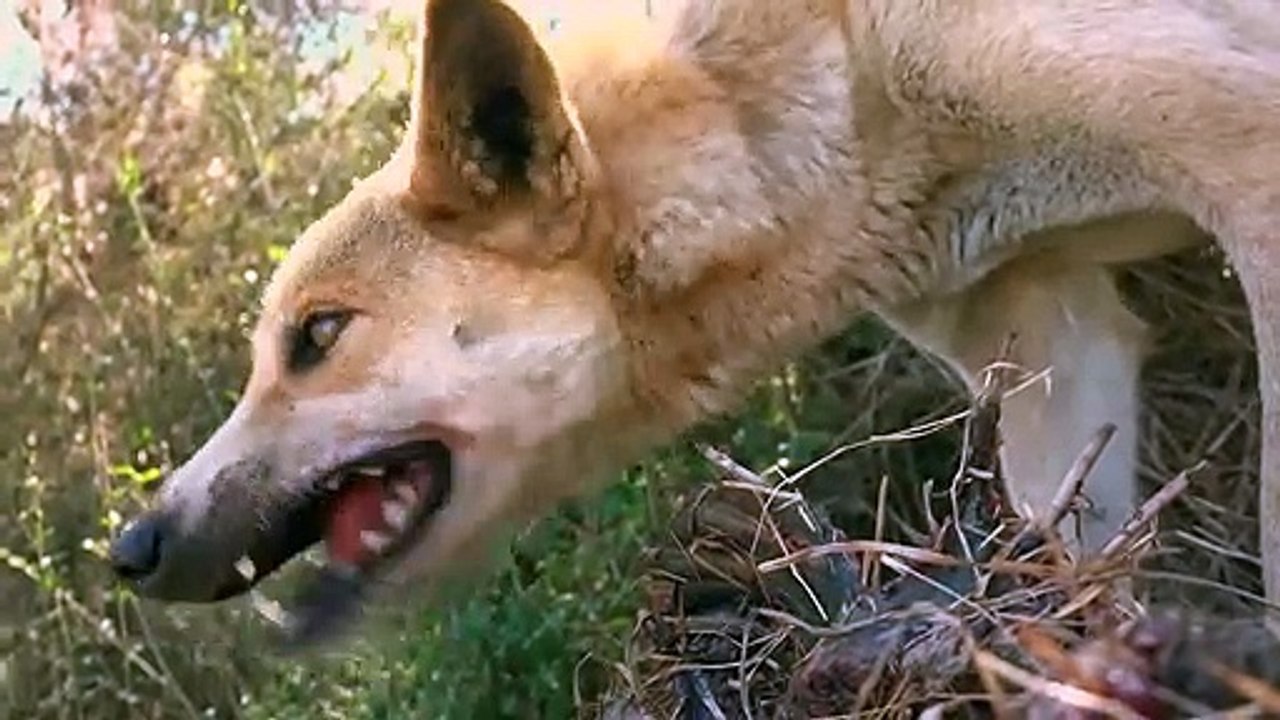 Dingo Dogs Rip a Kangaroo Who Fled Alone
