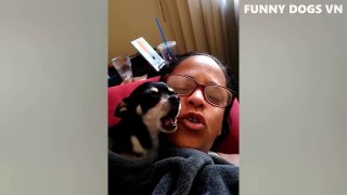 Funniest Animals Video - Funny Dogs And Cats - Try Not To Laugh Animals 2023