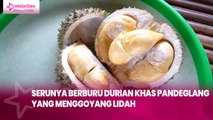Serunya Berburu Durian Khas Pandeglang yang Menggoyang Lidah